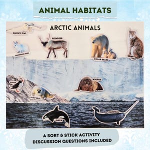 May include: Educational poster titled "Animal Habitats" featuring Arctic animals. Includes images of a snowy owl, reindeer, polar bears, lynx, puffin, harp seal, walrus, orca, and narwhal. Text: "A Sort & Stick Activity, Discussion Questions Included."