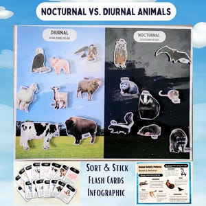 Nachtdieren Flash Card en bijpassende activiteit, montessori, dag en nacht dieren sorteren, kleuterschool Homeschool-aanpassing afdrukbaar