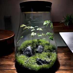 Cork Topped Terrarium - Ecological Micro Landscape Vase - Suitable for Jumping spiders & Plants - Sealed Glass indoor garden home decor gift