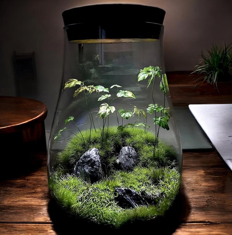 May include: A glass terrarium with a clear glass bulb shape, containing green moss, small gray rocks, and several small green plants.
