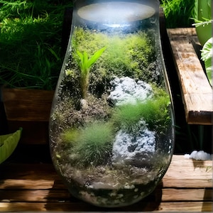 May include: A clear glass terrarium with a variety of green plants and moss. The terrarium is round and has a wide opening at the top. There are two small rocks in the terrarium, one white and one gray.
