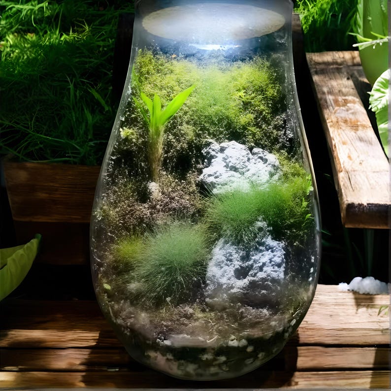 May include: A clear glass terrarium with a variety of green plants and moss. The terrarium is round and has a wide opening at the top. There are two small rocks in the terrarium, one white and one gray.