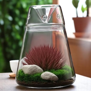 May include: A clear glass terrarium with a triangular top and a wide, conical base. Inside, a burgundy succulent sits atop green moss, with two light gray stones. The terrarium is on a wooden surface.