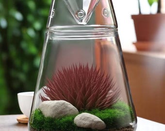 Könnte beinhalten: Ein klares Glas-Terrarium mit dreieckiger Oberseite und breiter, konischer Basis. Im Inneren befindet sich eine burgunderfarbene Sukkulente auf grünem Moos, mit zwei hellgrauen Steinen. Das Terrarium steht auf einer Holzoberfläche.