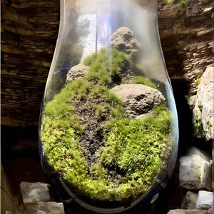 May include: A glass terrarium with a variety of green moss and small gray rocks. The terrarium is round and has a clear glass top.