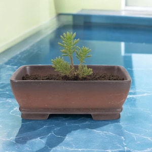 以下が含まれることがあります： 釉薬がかけられた茶色の長方形の陶器製の鉢に、小さな多肉植物が入っています。鉢には小さな足が3つあり、青と白のタイル張りの表面の上に置かれています。