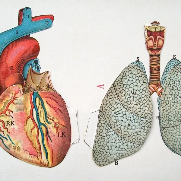 1916 medical heart and longs fold out chromolithograph print