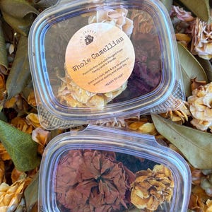 Whole Camellia Flowers: Foraging Treat for Hermit Crabs