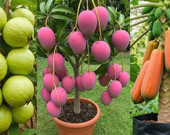 Fruit tree fertilizer 14-14-1 NPK formula / 1 lbs Bag /SLOW RELEASE / Houseplants & Outdoor Flowers