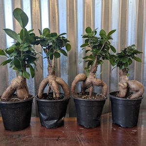 May include: Four Ficus ginseng bonsai plants in black plastic pots. Each plant features a thick, exposed, light brown root system that resembles a trunk, topped with dense, glossy, dark green oval leaves. The plants are arranged in a row.