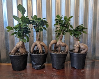Puede incluir: Cuatro bonsáis de Ficus ginseng en macetas de plástico negro. Cada planta presenta un sistema de raíces grueso, expuesto y de color marrón claro que parece un tronco, cubierto con hojas ovaladas de color verde oscuro brillante.