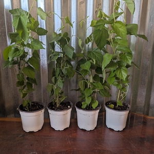 May include: Four green leafy plants in white plastic pots. Each plant has a thin, upright stem with multiple serrated, bright green leaves extending outward. The plants are arranged in a single row, each potted in dark soil within a white container.