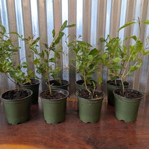 May include: Seven small potted plants with green leaves and thin brown stems. The plants are in dark green plastic pots, arranged on a wooden surface against a corrugated metal background. The plants appear to be young saplings.