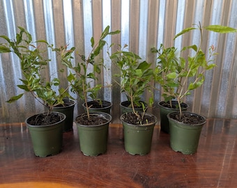 WONDERFUL POMEGRANATE Fruit Tree / Punica GRANATUM Rooted Plants / 4 inch Pot