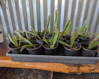 Puede incluir: Una colección de pequeñas plántulas de cactus de fruta del dragón verdes plantadas en macetas de plástico negro individuales. Las macetas están dispuestas en una bandeja rectangular de plástico gris, cada una con tierra y un cactus joven de tallos finos.
