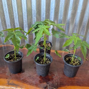 May include: Four small papaya plants in black plastic pots. The plants have green, lobed leaves and are set on a wooden surface. The background features a corrugated metal wall.