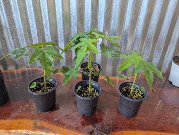 Dwarf Papaya / Live Tree  - Easy to Grow ( 4" Pot / 7+ Tall ) super healthy