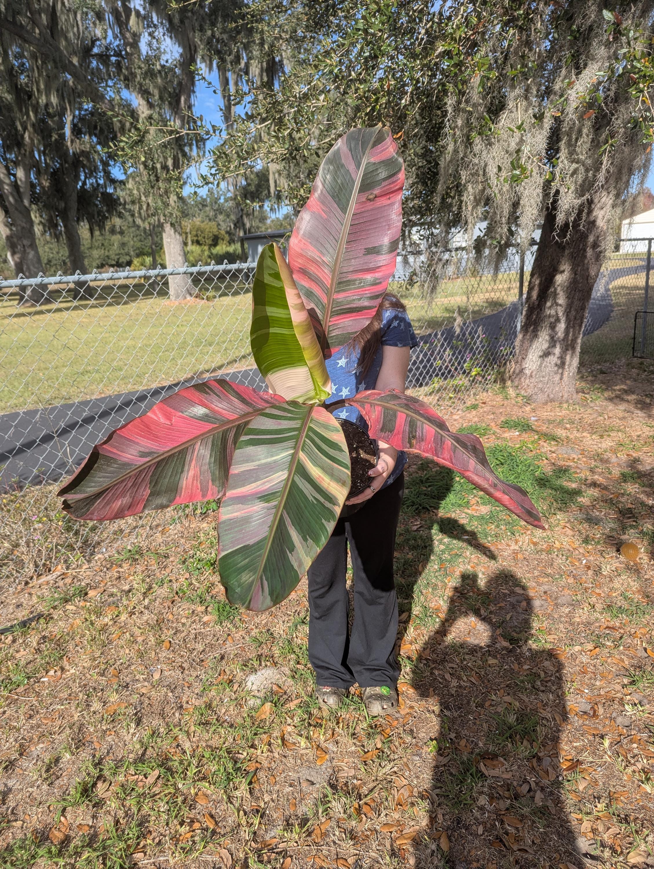 Musa Nono Pink Variegated Banana - Etsy
