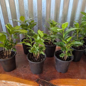 May include: Several small potted plants with vibrant green leaves and brown stems are arranged on a wooden surface. The plants are in black plastic pots, and the background features a corrugated metal wall.