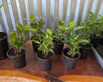 May include: Several small potted plants with vibrant green leaves and brown stems are arranged on a wooden surface. The plants are in black plastic pots, and the background features a corrugated metal wall.