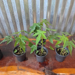 Puede incluir: Cuatro peque&ntilde;as plantas en maceta con hojas verdes en forma de estrella est&aacute;n dispuestas sobre una superficie de madera. Las plantas est&aacute;n en macetas de pl&aacute;stico negro. El fondo presenta una pared de metal corrugado y una maceta blanca.