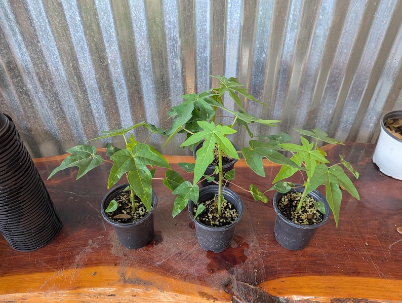 Puede incluir: Cuatro peque&ntilde;as plantas en maceta con hojas verdes en forma de estrella est&aacute;n dispuestas sobre una superficie de madera. Las plantas est&aacute;n en macetas de pl&aacute;stico negro. El fondo presenta una pared de metal corrugado y una maceta blanca.