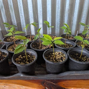 May include: A collection of small potted plants with green leaves. The plants are in black plastic pots, arranged on a tray. The background features a corrugated metal wall, and the plants appear to be seedlings.