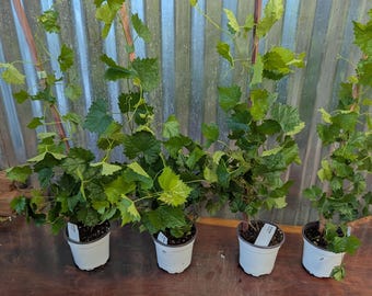Puede incluir: Cuatro plantas de vid jóvenes en macetas de plástico blanco, cada una sostenida por un fino tutor de madera. Las plantas presentan hojas verdes dentadas y zarcillos delicados que se extienden hacia arriba. Cada maceta incluye una etiqueta.