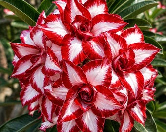 Puede incluir: Un racimo de flores de rosa del desierto de pétalos dobles con bordes rojos vibrantes que se desvanecen hacia centros blancos. Los pétalos multicapa forman una flor densa y redondeada, rodeada de hojas verdes puntiagudas. El texto TopTropicals.com es visible.