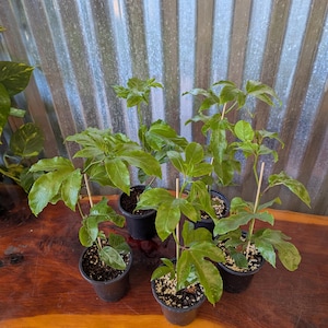 Purple Passion Fruit Live Plant – Passiflora Edulis -Sweet Fruit, Showy Flowers ( 4" Pot / 8"-12" / 18"-21"Tall) Super Healthy