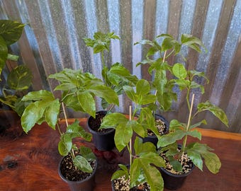 Purple Passion Fruit Live Plant – Passiflora Edulis -Sweet Fruit, Showy Flowers ( 4" Pot / 8"-12" / 18"-21"Tall) Super Healthy