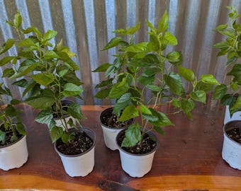 Dwarf Everbearing Black Mulberry Tree - Morus nigra - Live Plant / 4 inch pot / 8-12 Tall