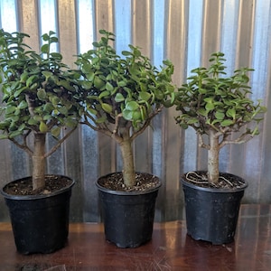 Purple Jade Plant - Etsy