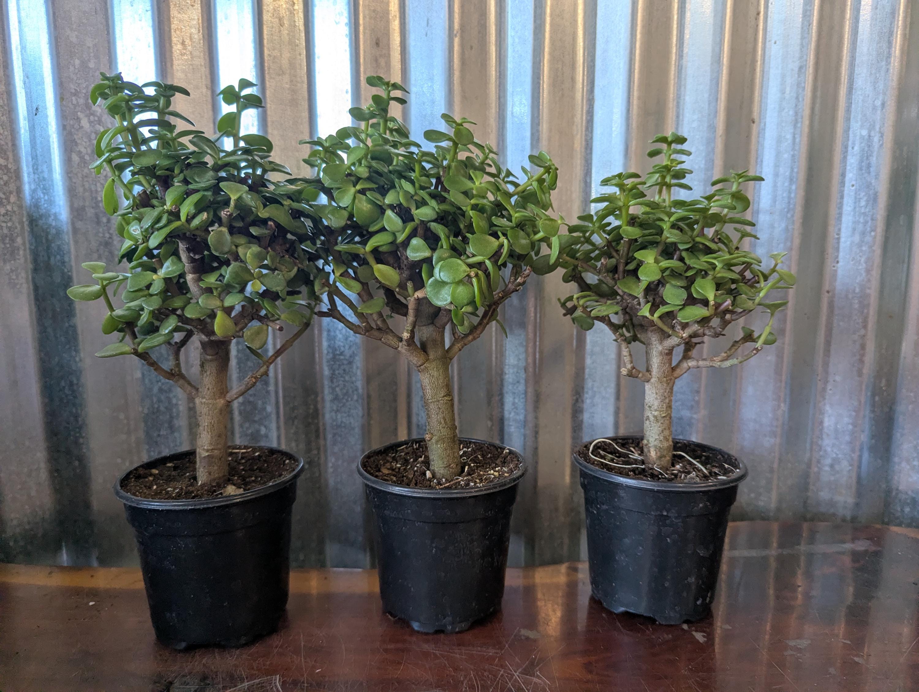 Purple Jade Plant - Etsy