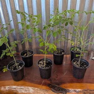 May include: Six small potted plants with green leaves and slender stems are arranged on a wooden surface. The black pots are filled with soil. The background features a corrugated metal wall.