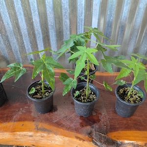 Puede incluir: Tres peque&ntilde;as plantas de papaya en macetas de pl&aacute;stico negro con hojas verdes. Las plantas est&aacute;n sobre una superficie de madera con un fondo de metal corrugado. Las macetas est&aacute;n llenas de tierra y peque&ntilde;as rocas.