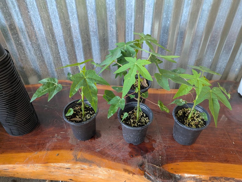 Puede incluir: Tres peque&ntilde;as plantas de papaya en macetas de pl&aacute;stico negro con hojas verdes. Las plantas est&aacute;n sobre una superficie de madera con un fondo de metal corrugado. Las macetas est&aacute;n llenas de tierra y peque&ntilde;as rocas.