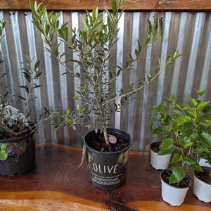 Arbequina Olive Tree / 2 gallon Pot, , Dwarf Fruit Tree, Cold Hardy