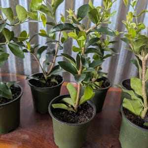 May include: Several small potted plants with vibrant green leaves and brown stems. The plants are in dark green plastic pots, set on a wooden surface. The background is a corrugated metal sheet.