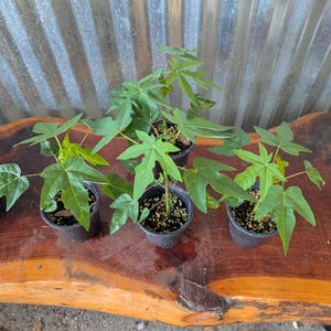 Puede incluir: Cinco peque&ntilde;as plantas de papaya en macetas negras con hojas verdes lobuladas est&aacute;n dispuestas sobre una superficie de madera marr&oacute;n oscuro. Las plantas est&aacute;n frente a un fondo de metal corrugado.