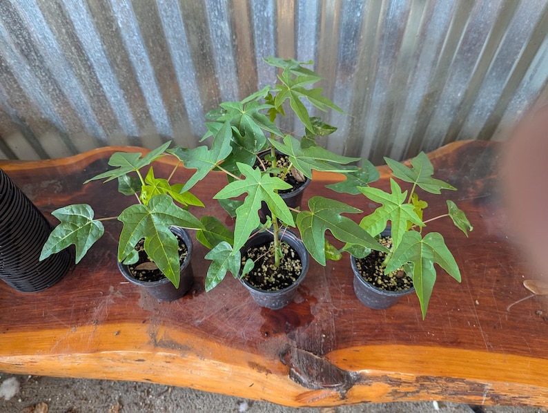 Puede incluir: Cinco peque&ntilde;as plantas de papaya en macetas negras con hojas verdes lobuladas est&aacute;n dispuestas sobre una superficie de madera marr&oacute;n oscuro. Las plantas est&aacute;n frente a un fondo de metal corrugado.