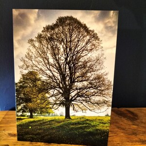 May include: A photograph of a large, bare-branched tree in a field. The tree is silhouetted against a cloudy sky. The field is covered in green grass.