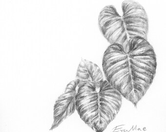 Botanical Drawing: Philodendron mamei (Digital Download of Original Artwork)
