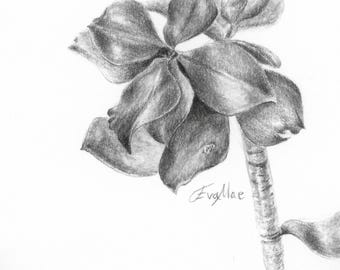 Botanical Drawing: Ripple Jade Plant (Digital Download of Original Artwork)