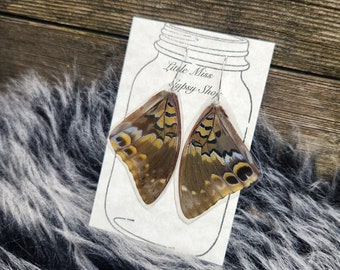 Mottled Leafwing Real Butterfly Wing Earrings, Keepsake, Bug Oddity, Taxidermy Bug, Earthy Brown Swallowtail Butterfly, Insect Bug, BW134