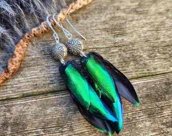 Real Beetle Wing Dangle Earrings, Bold Statement Earrings, Insect Oddity Jewelry, Scarab Beetle, Entomology, Insect specimen, Goth Gothic