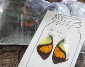 Vibrant Butterfly Wing Earrings, Real Butterfly Earrings, Small Orange Yellow Black Insect Jewelry, Moth, Yellow, Natural, Organic BW038