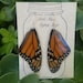 see more listings in the Real Butterfly Jewelry section