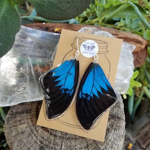 Papillio Maackii Ulysses Swallowtail Butterfly, Real Butterfly Wing Earrings, Large Blue Butterfly, Boho, Resined Wings, Insect Bug, BW261