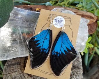 Papillio Maackii Ulysses Swallowtail Butterfly, Real Butterfly Wing Earrings, Large Blue Butterfly, Boho, Resined Wings, Insect Bug, BW261